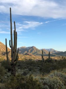 Cactus in Desert Landscape